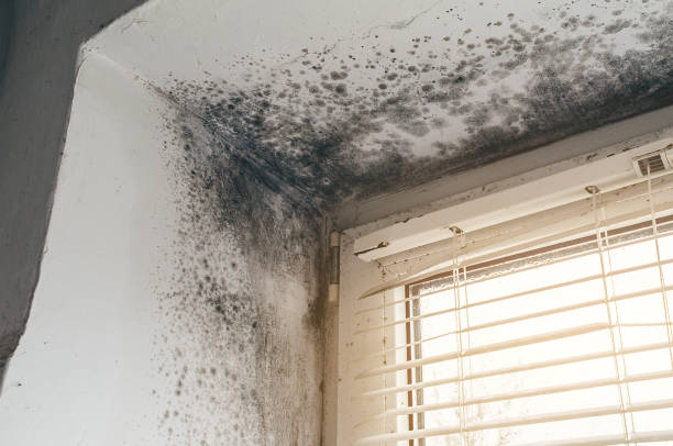 Affordable Basement Mold Remediation solutions in Marsteller, PA